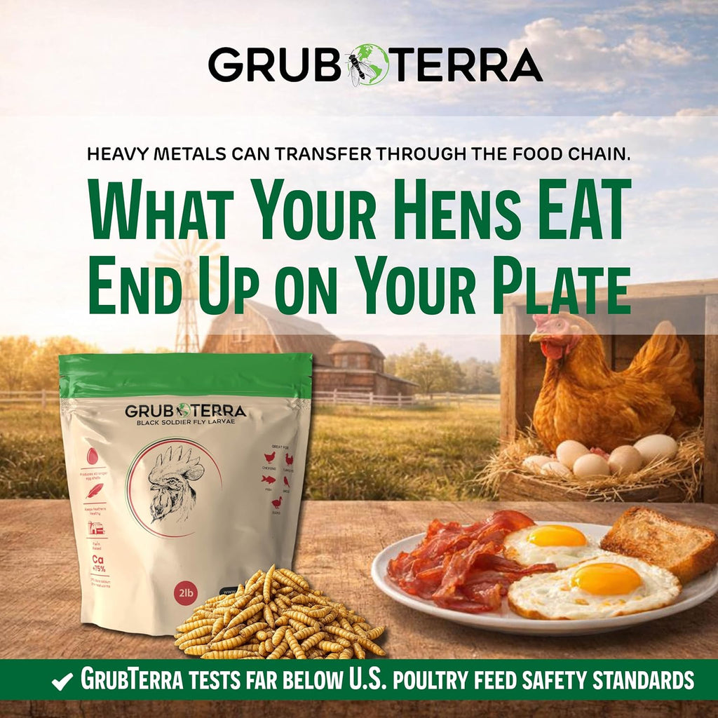 Backyard chickens eating GrubTerra high protein dried grubs.