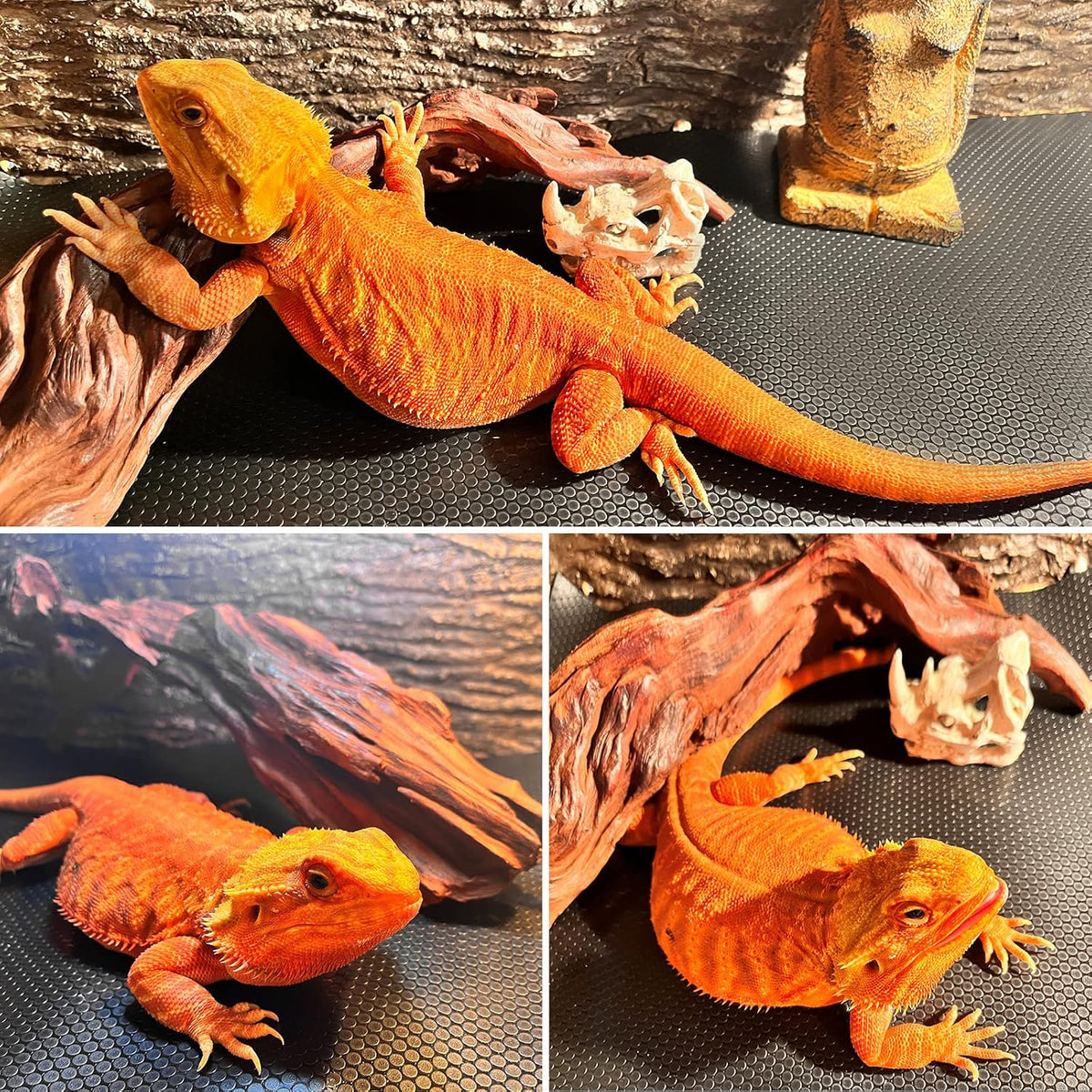 Reptile mat displayed alongside bearded dragon tank accessories.