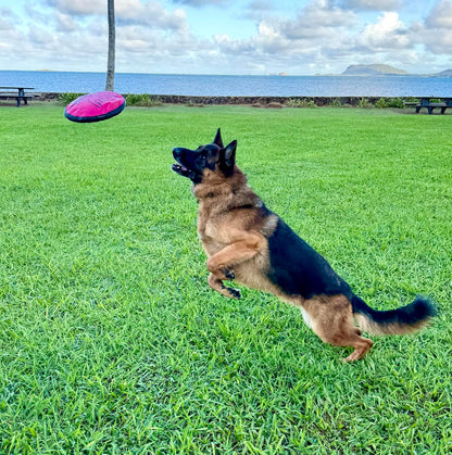 Shaka ZippyToss flying disc floating on water surface