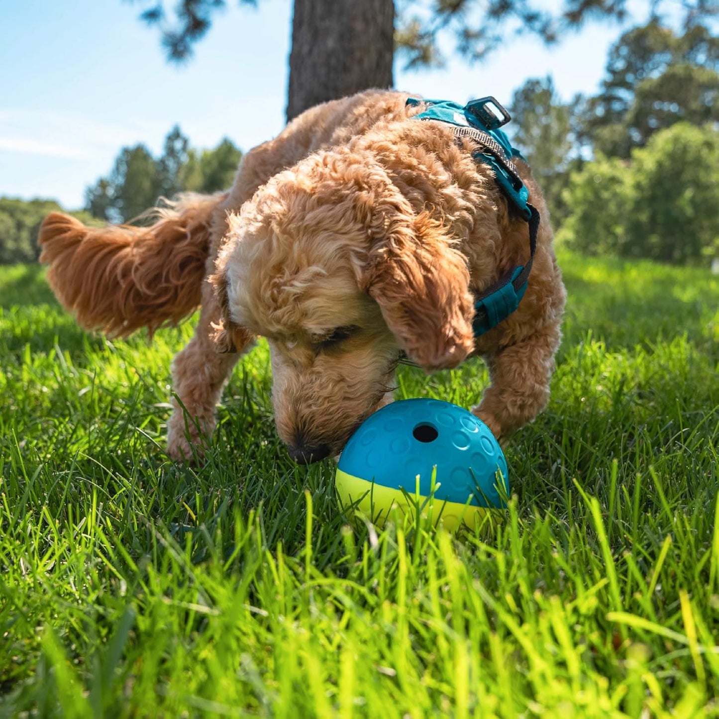 USA imported authentic Outward Hound dog training puzzle ball