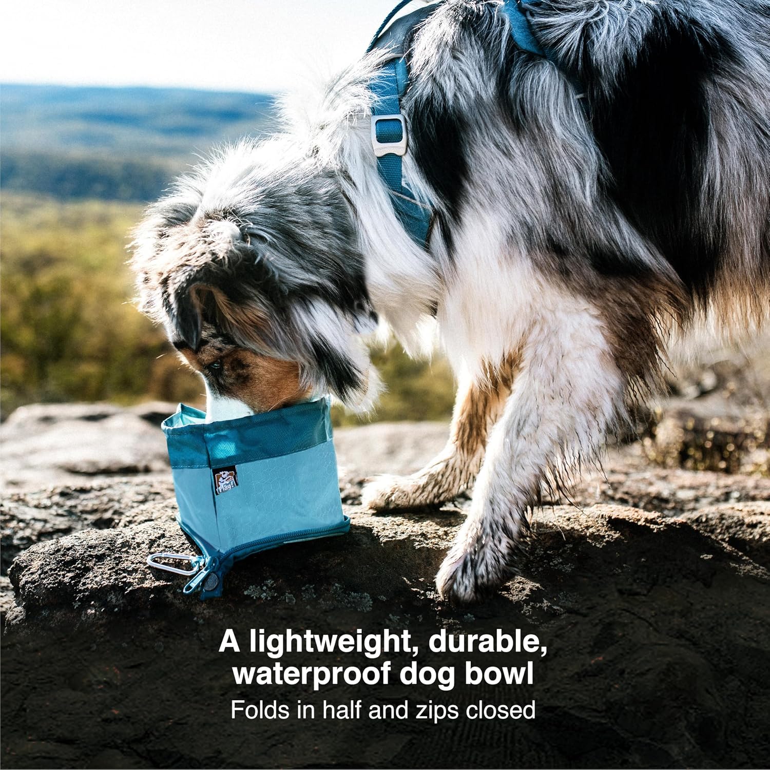 Kurgo travel dog bowl expanded and filled with water showing the hexagonal pattern.