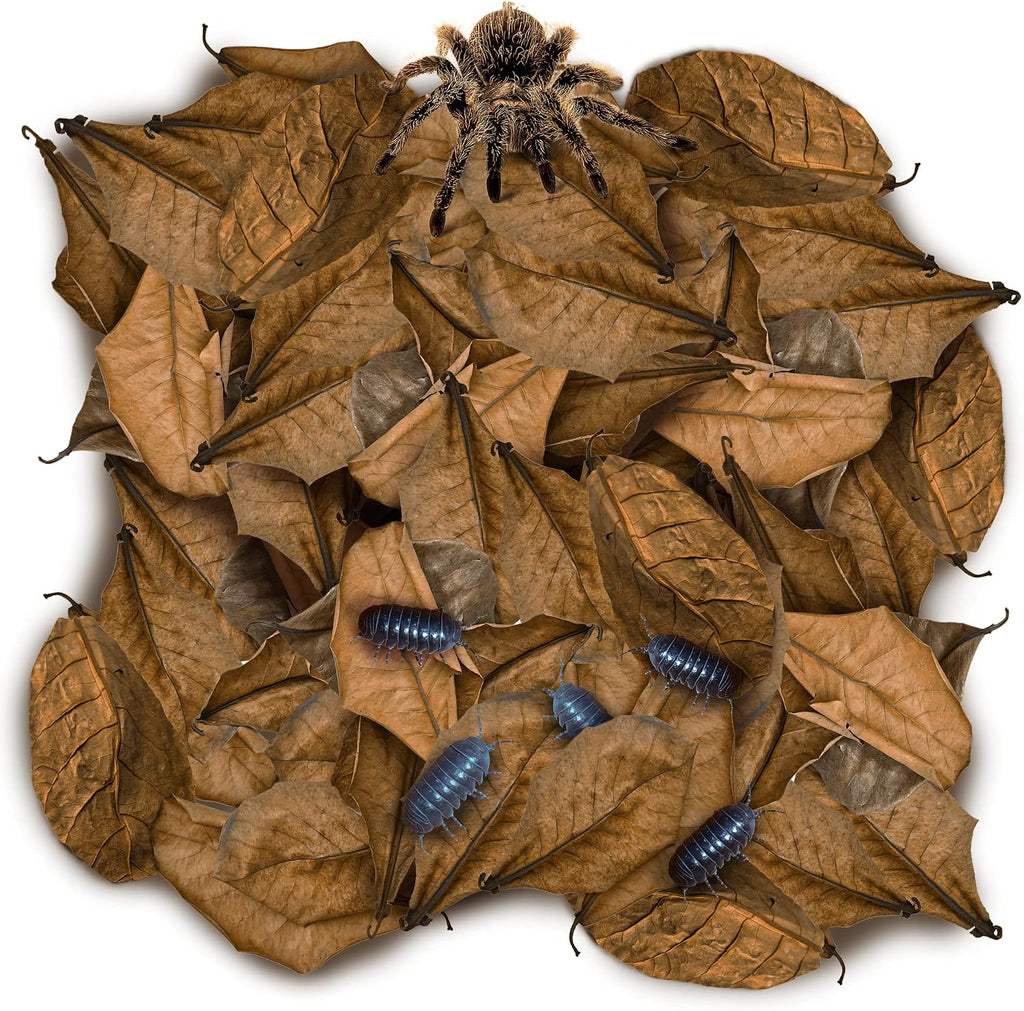 SunGrow mini catappa leaf litter pack front view natural habitat decor