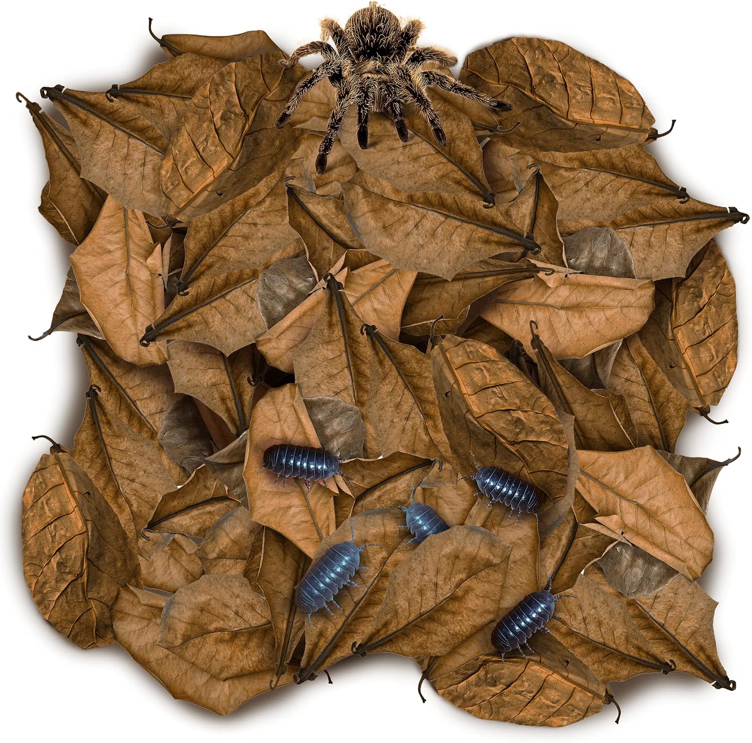 SunGrow mini catappa leaf litter fifty pack front view for terrarium setup