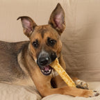 Fieldcrest Farms Nothin' to Hide Ultra Knotted Bones - Collagen-Based Rawhide Alternative Dog Chews, Beef Flavor, Highly Digestible for Aggressive Chewers up to 35 lbs, 9-Inch, 2 Pack - Image 10