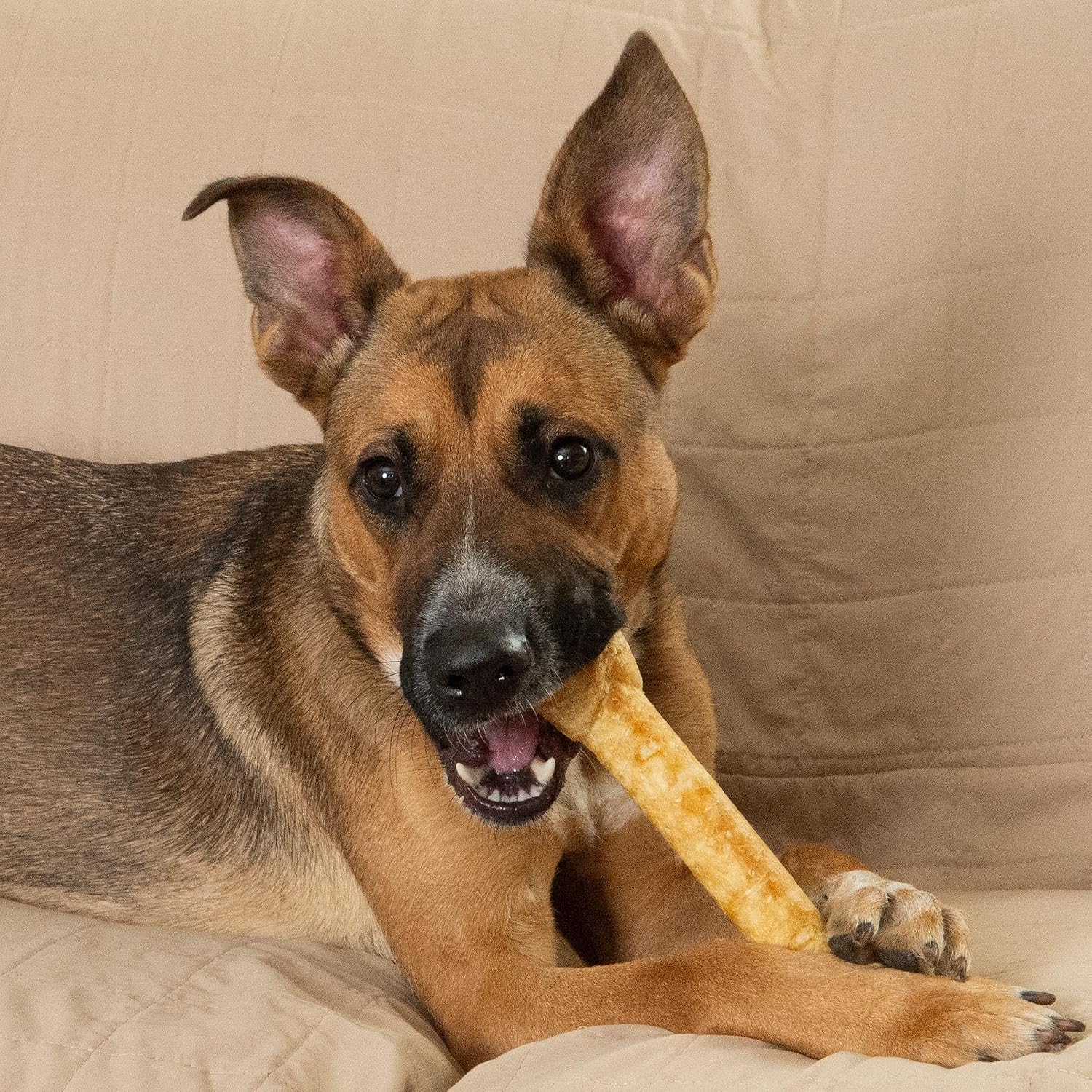 Fieldcrest Farms Nothin' to Hide Ultra Knotted Bones - Collagen-Based Rawhide Alternative Dog Chews, Beef Flavor, Highly Digestible for Aggressive Chewers up to 35 lbs, 9-Inch, 2 Pack - Image 10