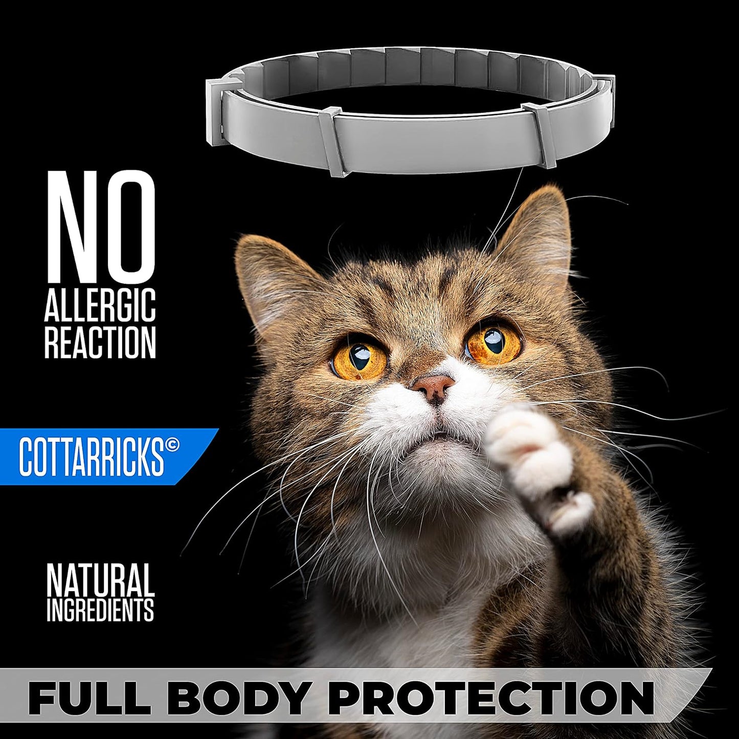 Close up of the adjustable buckle on Baravi cat collar