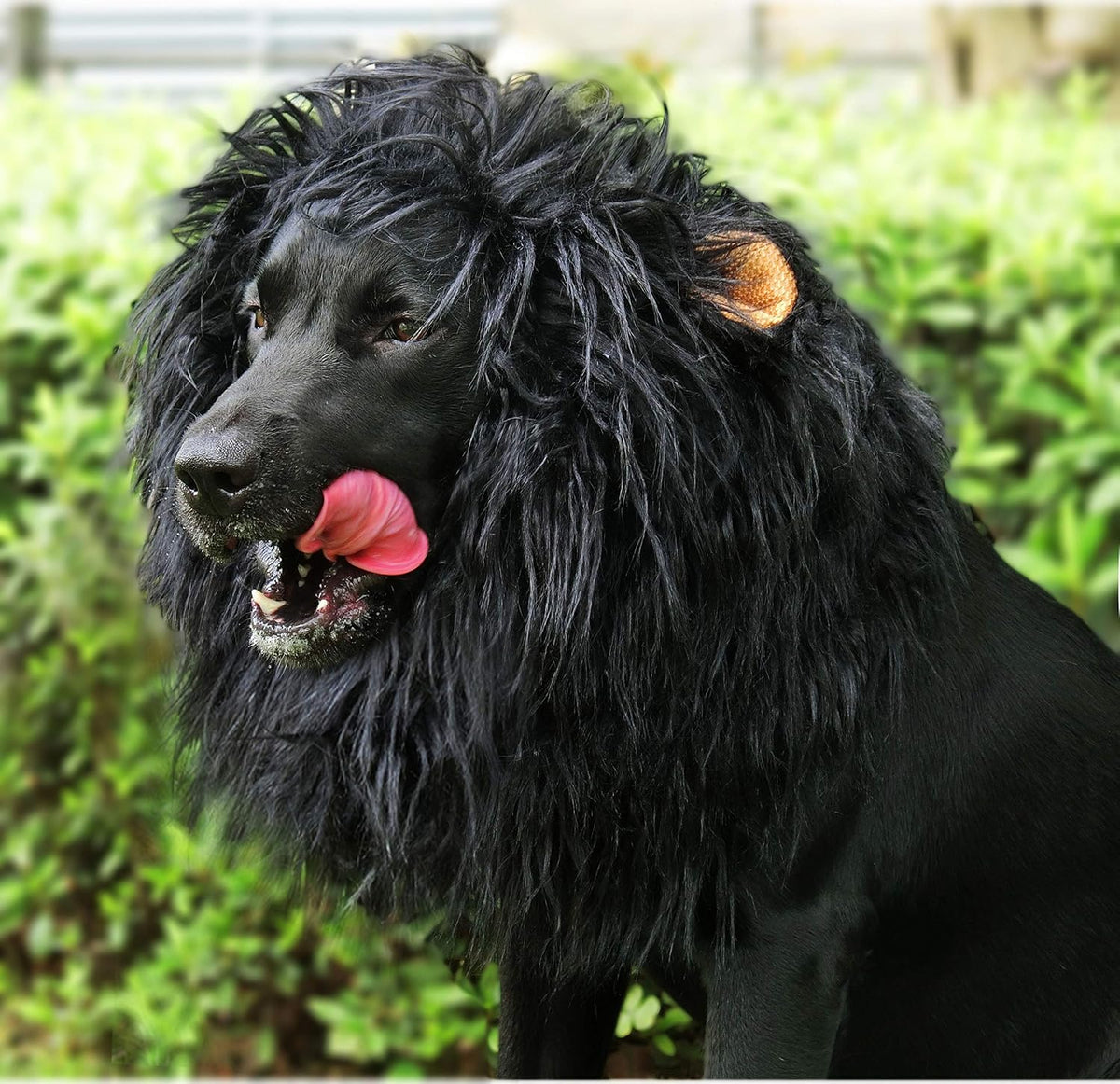 Onmygogo pet lion mane headwear side view showing attached ears