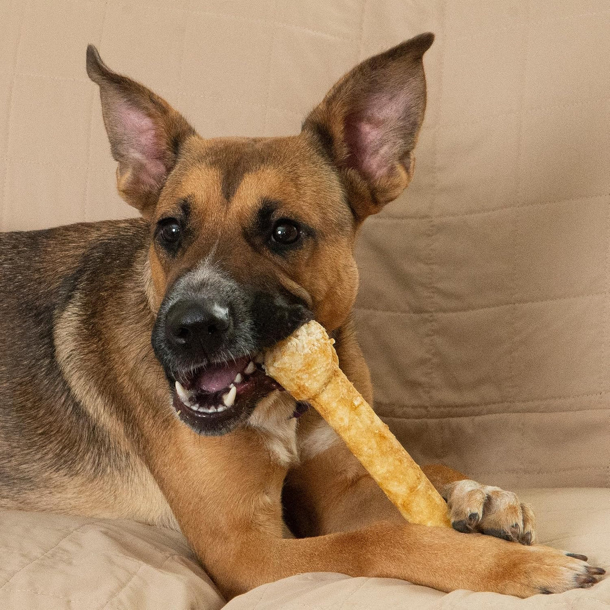 Fieldcrest Farms Nothin' to Hide Ultra Knotted Bones - Collagen-Based Rawhide Alternative Dog Chews, Beef Flavor, Highly Digestible for Aggressive Chewers up to 35 lbs, 9-Inch, 2 Pack - Image 11