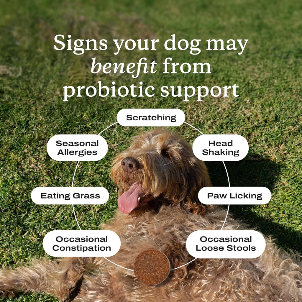 PetLab Co. small dog probiotic supplement tub showing thirty soft chews product information