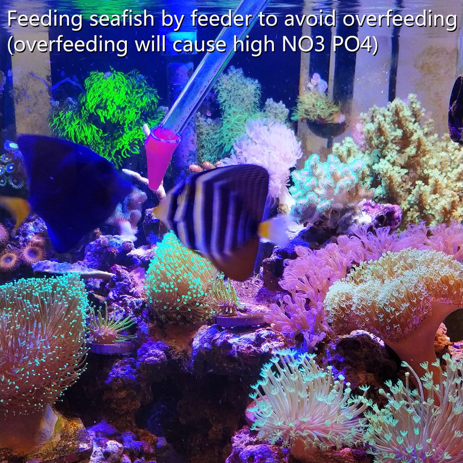 The detachable components of the Aquarium Choice coral feeder laid out for cleaning instructions.