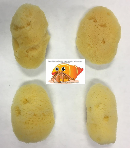 Four pack of Awesome Aquatic natural sea sponges for pets