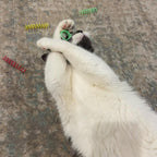 Spot interactive pet toy for indoor cats packaging