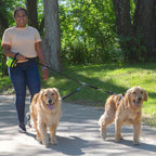 Caldwell's Pet Supply Co. double dog walker splitter with adjustable black nylon straps.