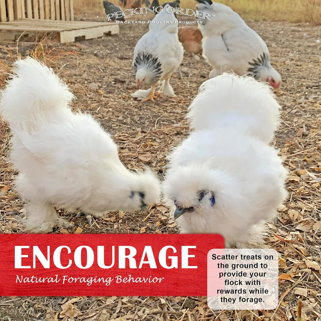 Healthy backyard hens eating Pecking Order sunflower and mealworm snack