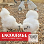 Healthy backyard hens eating Pecking Order sunflower and mealworm snack