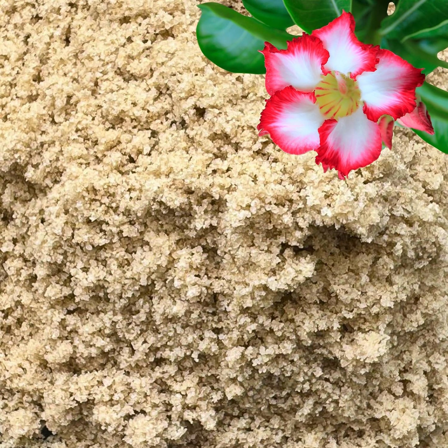 GARDENWISE Fine Sand for Plants front view showing premium horticultural sand bag packaging.