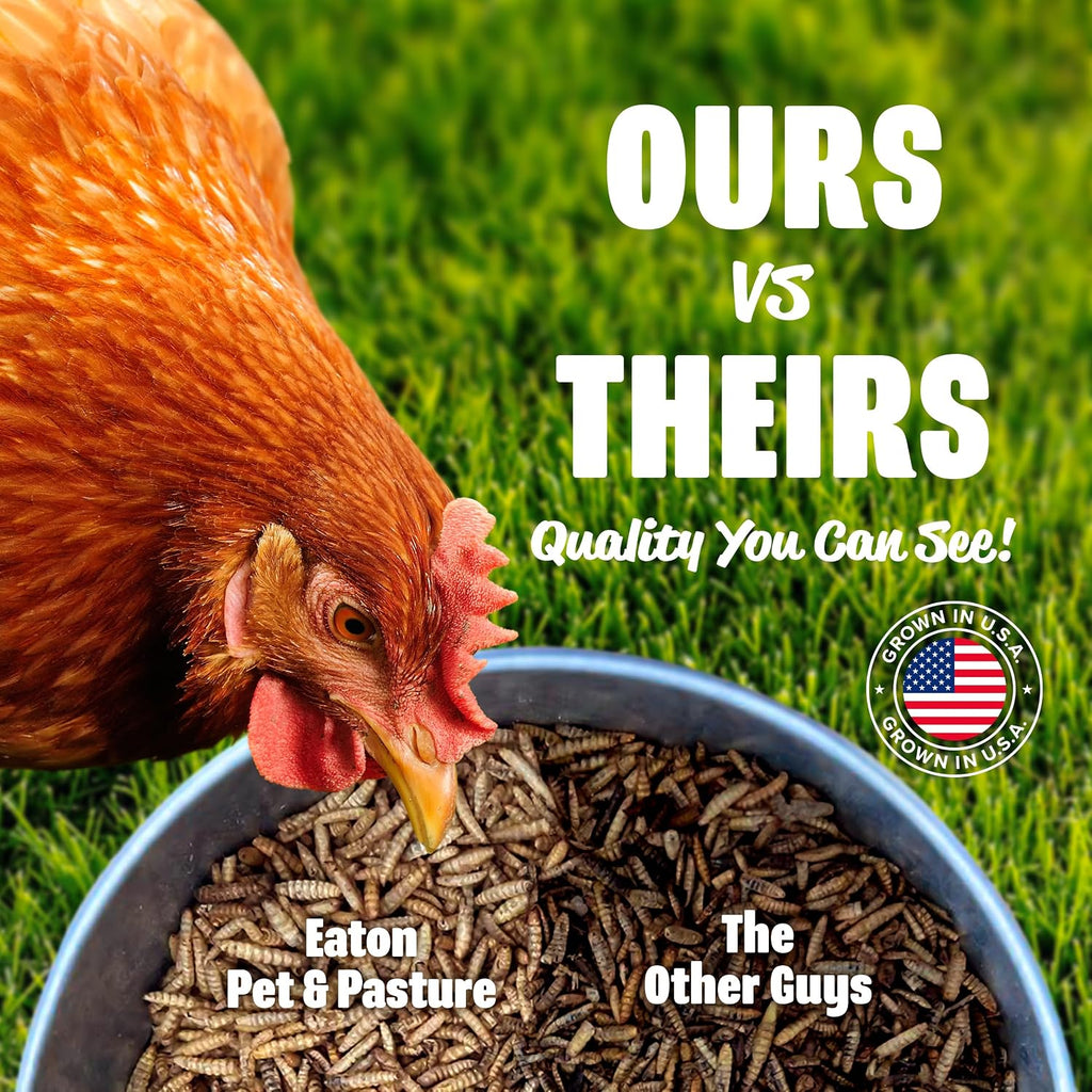 Flock of chickens eating premium dried grubs from a hand