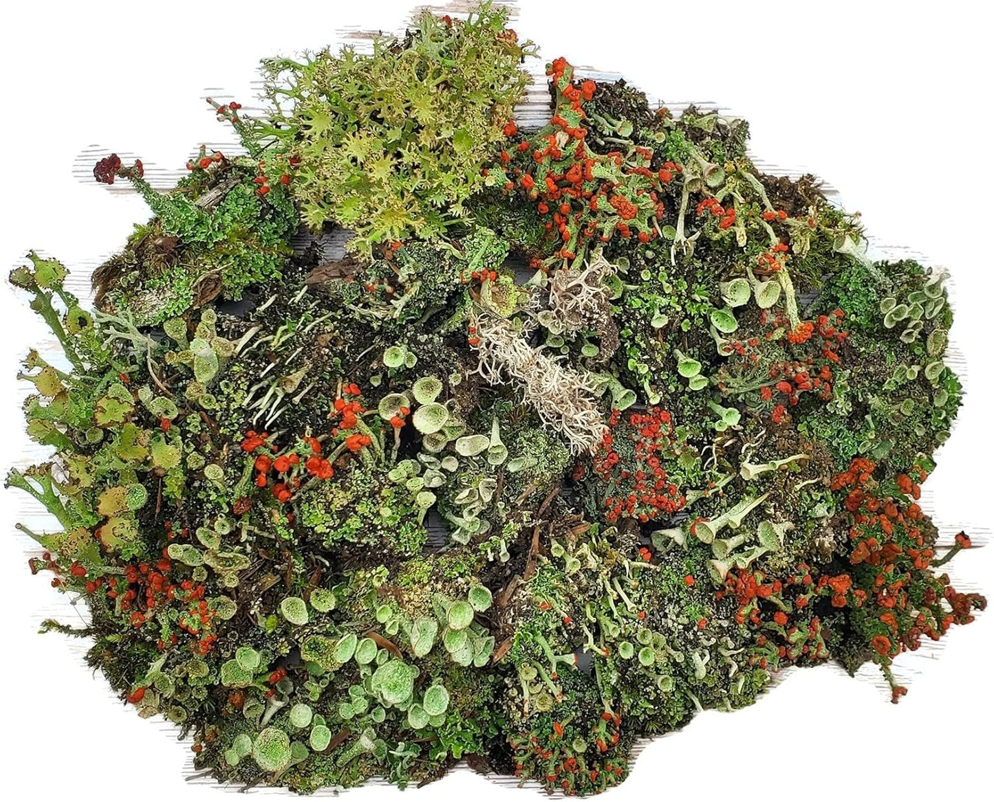 Tin Roof Treasure Live Lichen Assortment 4x6 bag front view for terrarium decor