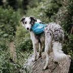 Premium USA imported dog outdoor gear and trail pack for large dogs.