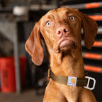 Carhartt dog collar metal D-ring for ID tags