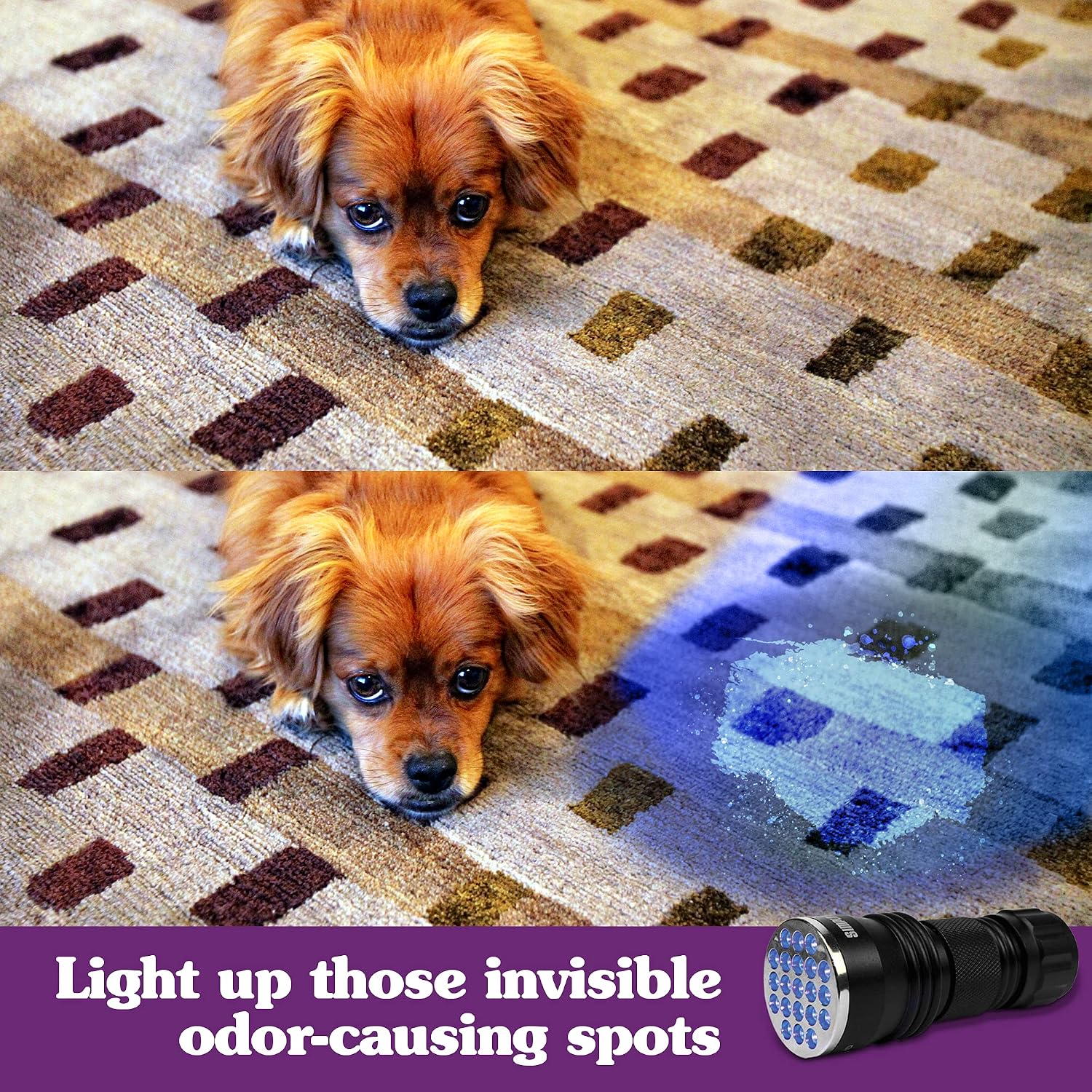 Handheld ultraviolet dog urine detector glowing on dark carpet surface