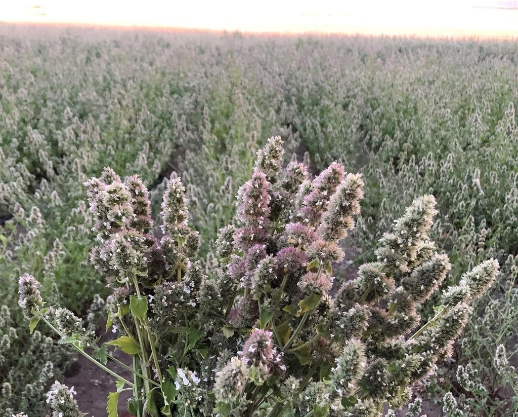Close up of hand-harvested organic catnip flower buds spilling out of the clear storage container.