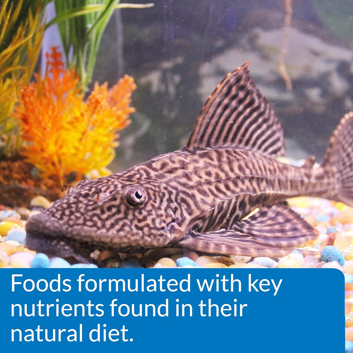 Top view of API Algae Eater Wafers fish food