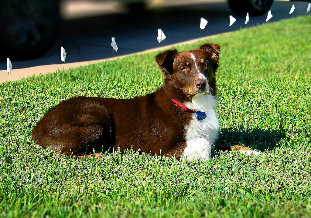 Premium waterproof dog containment receiver collar showing the secure buckle and durable nylon strap.