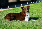 Premium waterproof dog containment receiver collar showing the secure buckle and durable nylon strap.