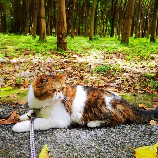 Adjustable brown cat harness for walking