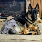 Three different Morandi colored Wegreeco female dog diapers lined up to showcase the stylish skirt design.