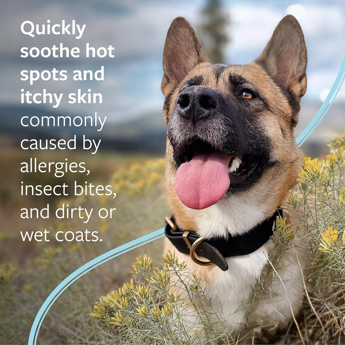 SynergyLabs medicated pet spray back label instructions