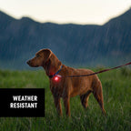 Weather resistant Nite Ize rechargeable collar light exposed to rain drops