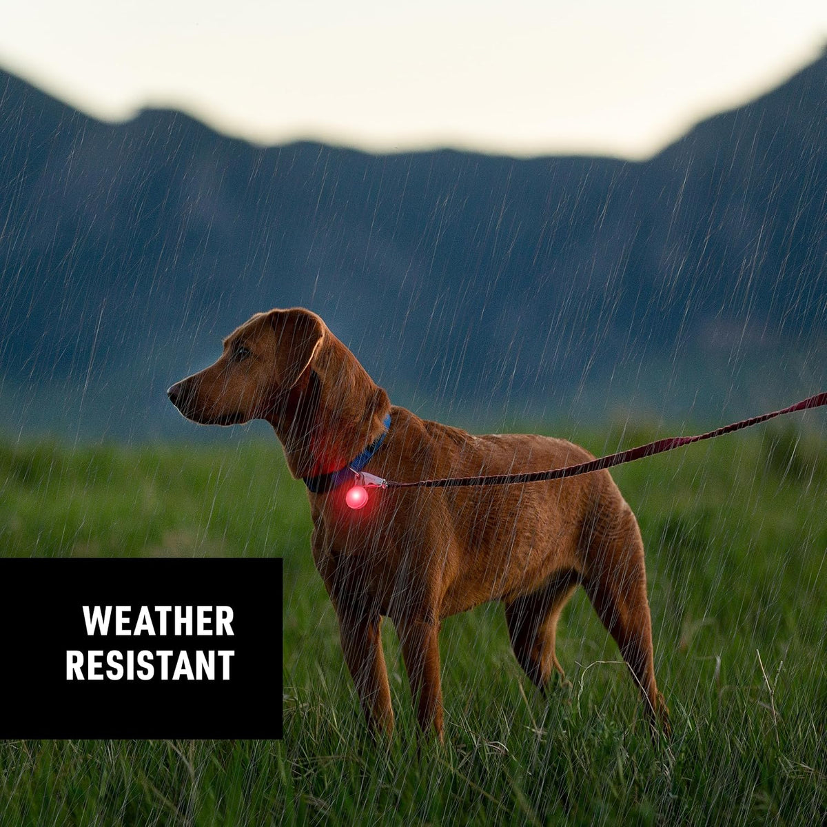 Weather resistant Nite Ize rechargeable collar light exposed to rain drops