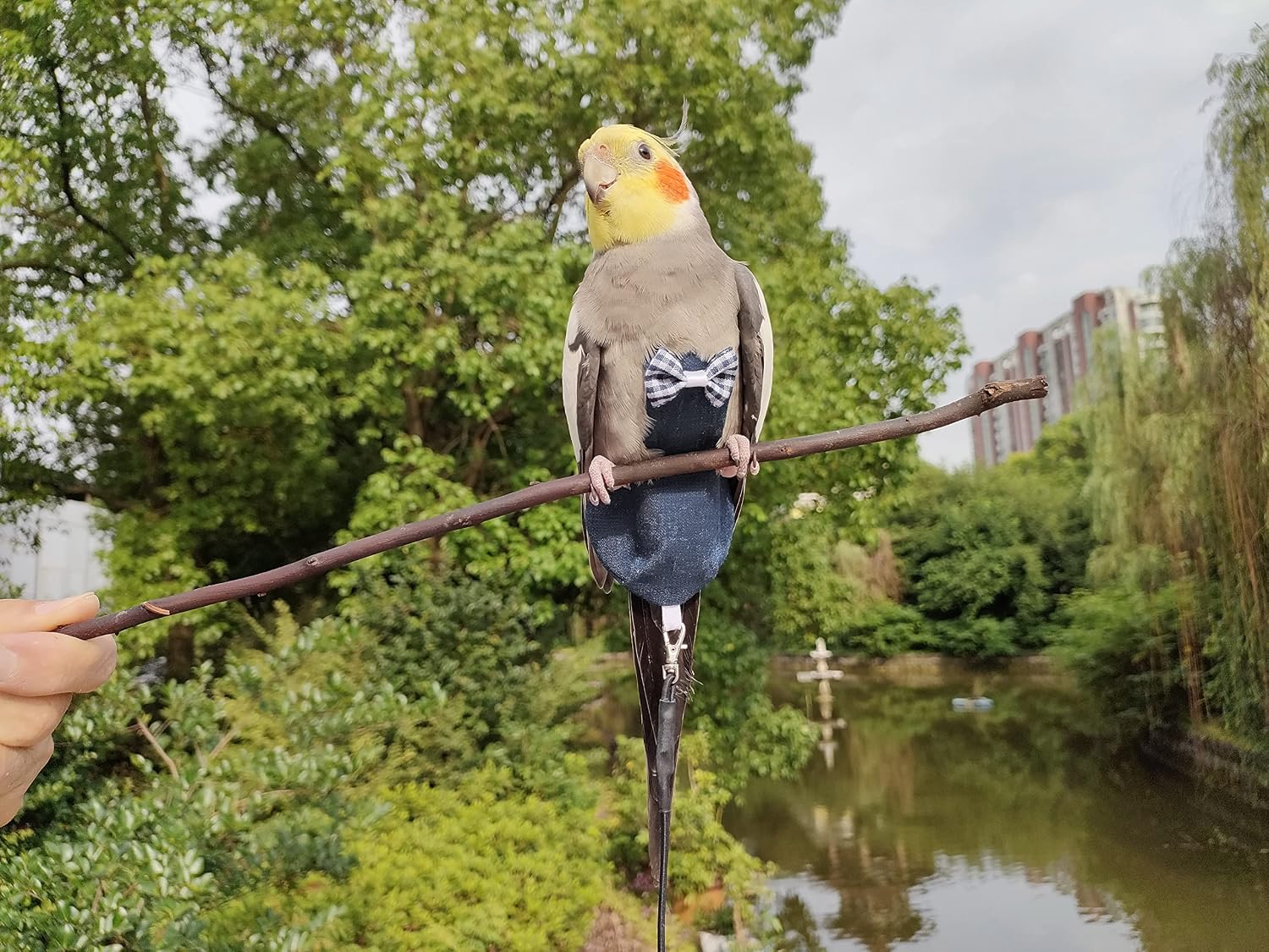 Lightweight 4.5 gram bird diaper harness with 80 inch flying rope