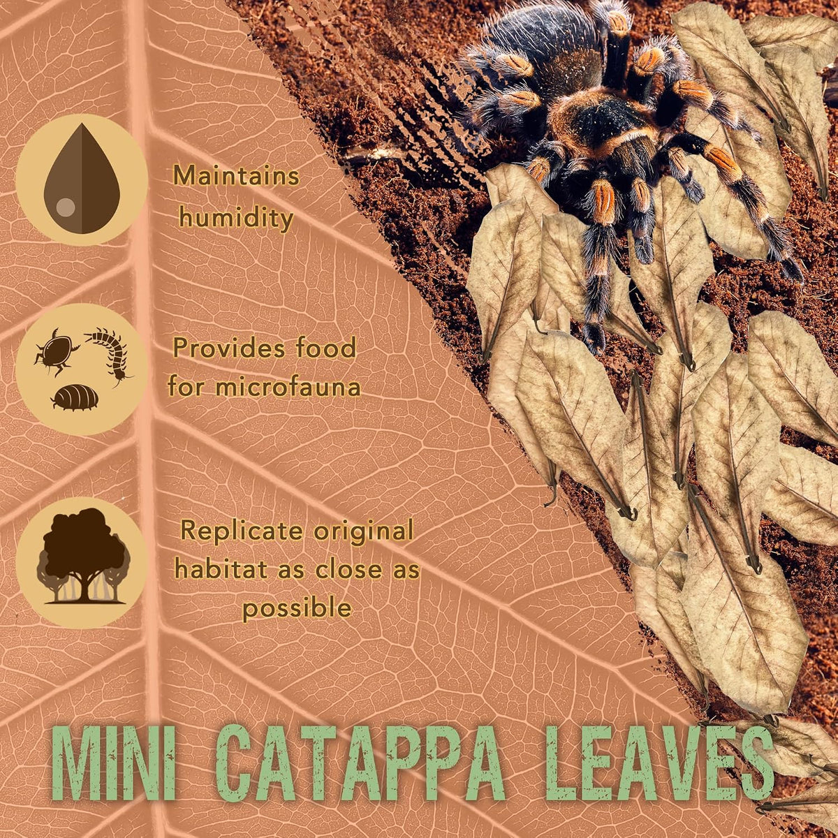 Dried Indian almond leaves arranged for bioactive terrarium setup