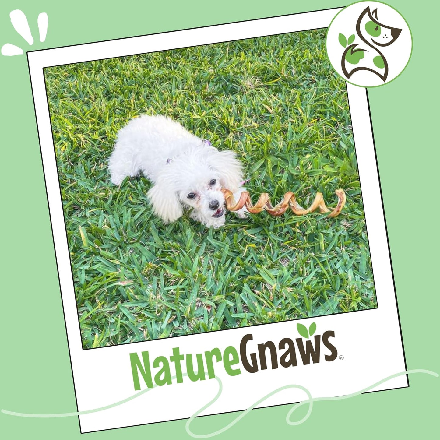 Nature Gnaws seven to eight inch natural beef bully stick springs for teething puppies