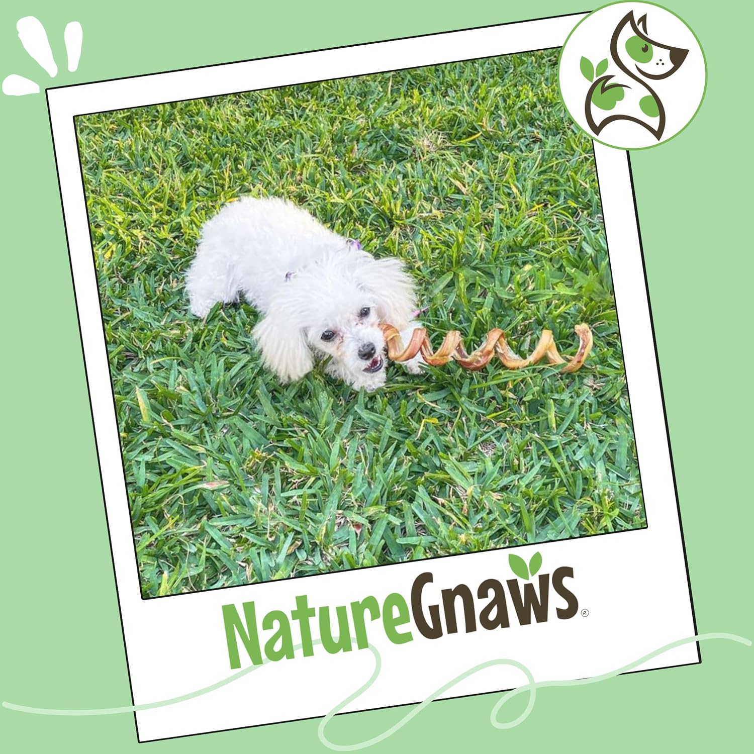 Nature Gnaws seven to eight inch natural beef bully stick springs for teething puppies