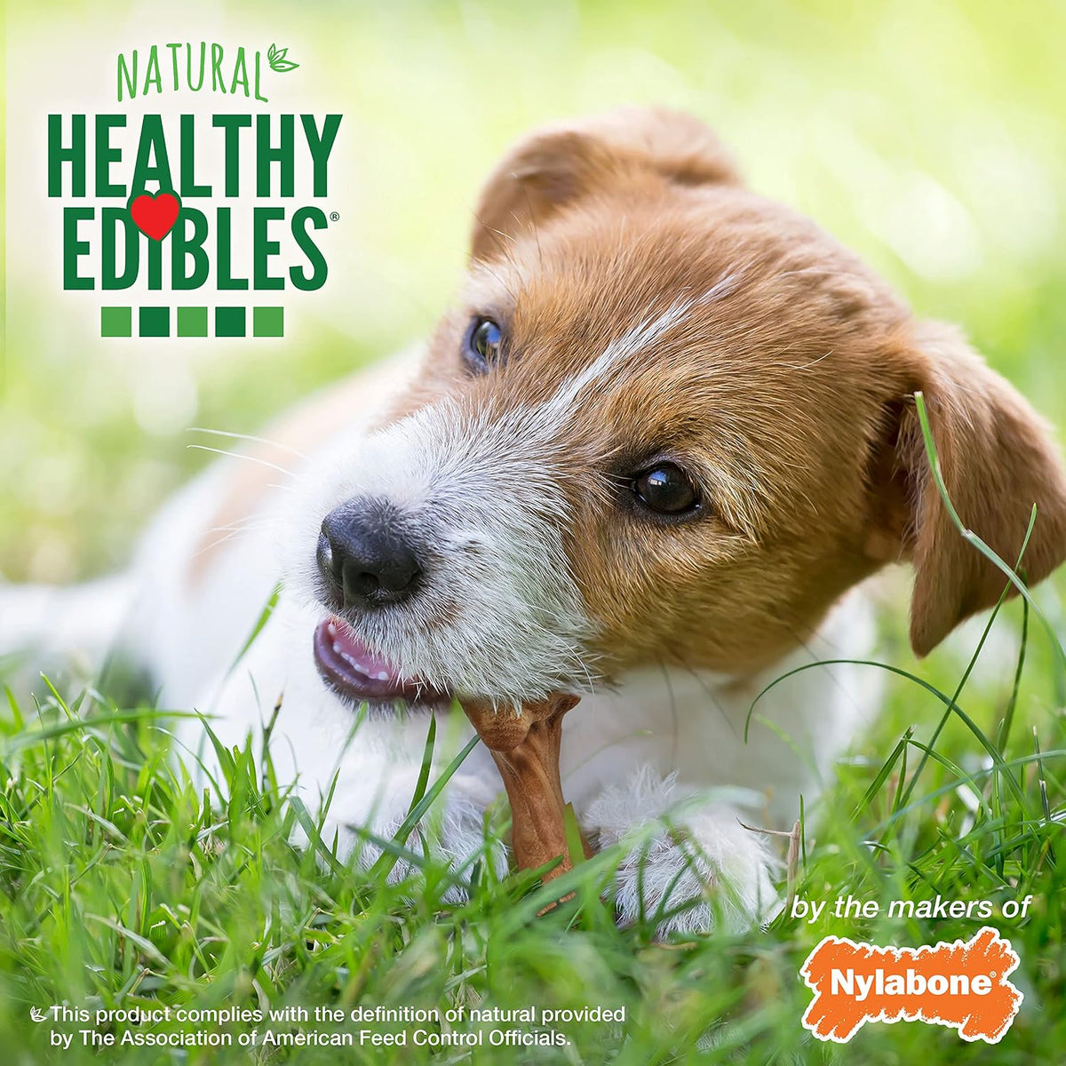 Nylabone premium wild bison flavored long lasting dog treats