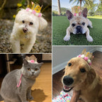 Pet wearing gold birthday crown with adjustable chin strap
