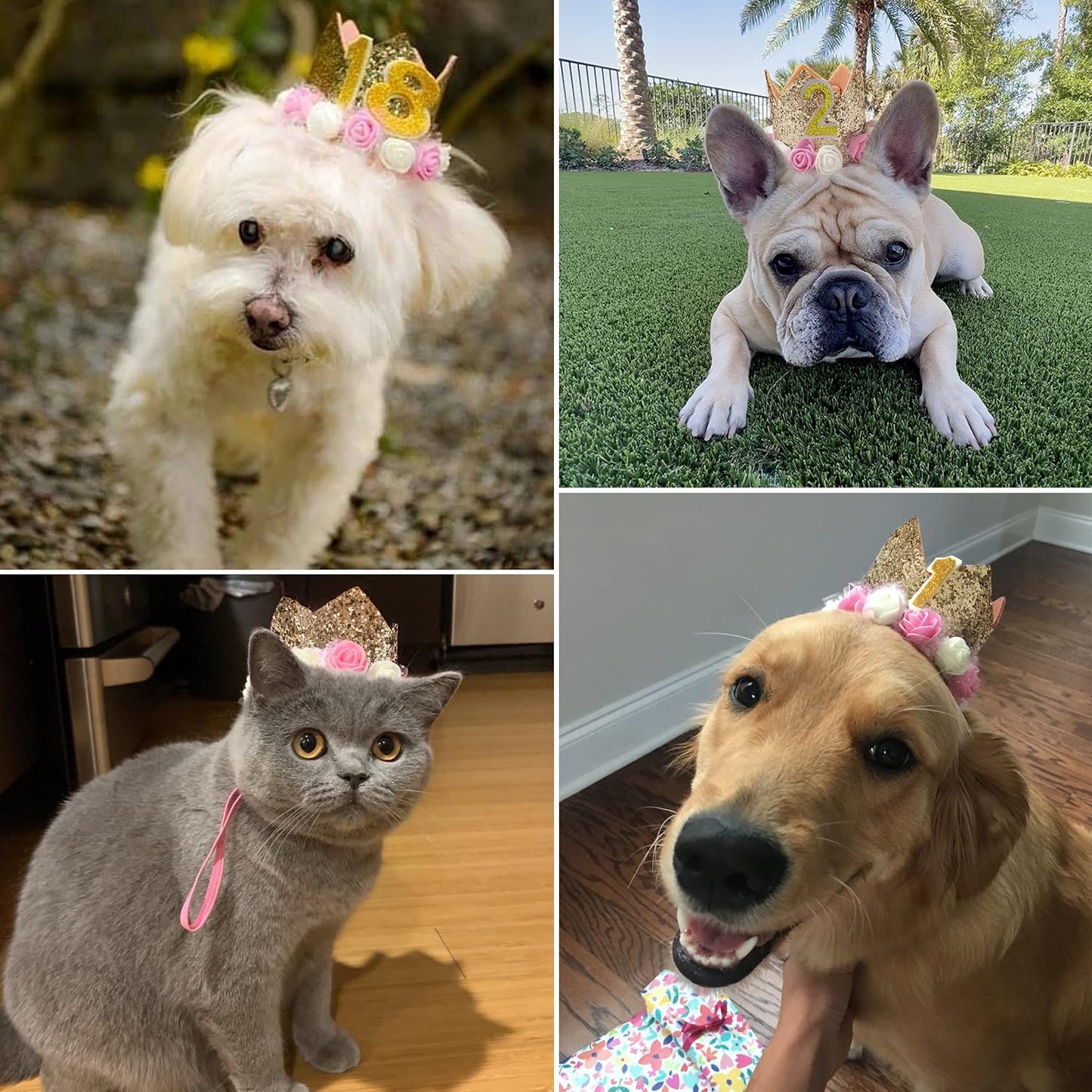Pet wearing gold birthday crown with adjustable chin strap