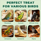 Small parrot enjoying natural freeze dried vegetable snack pieces