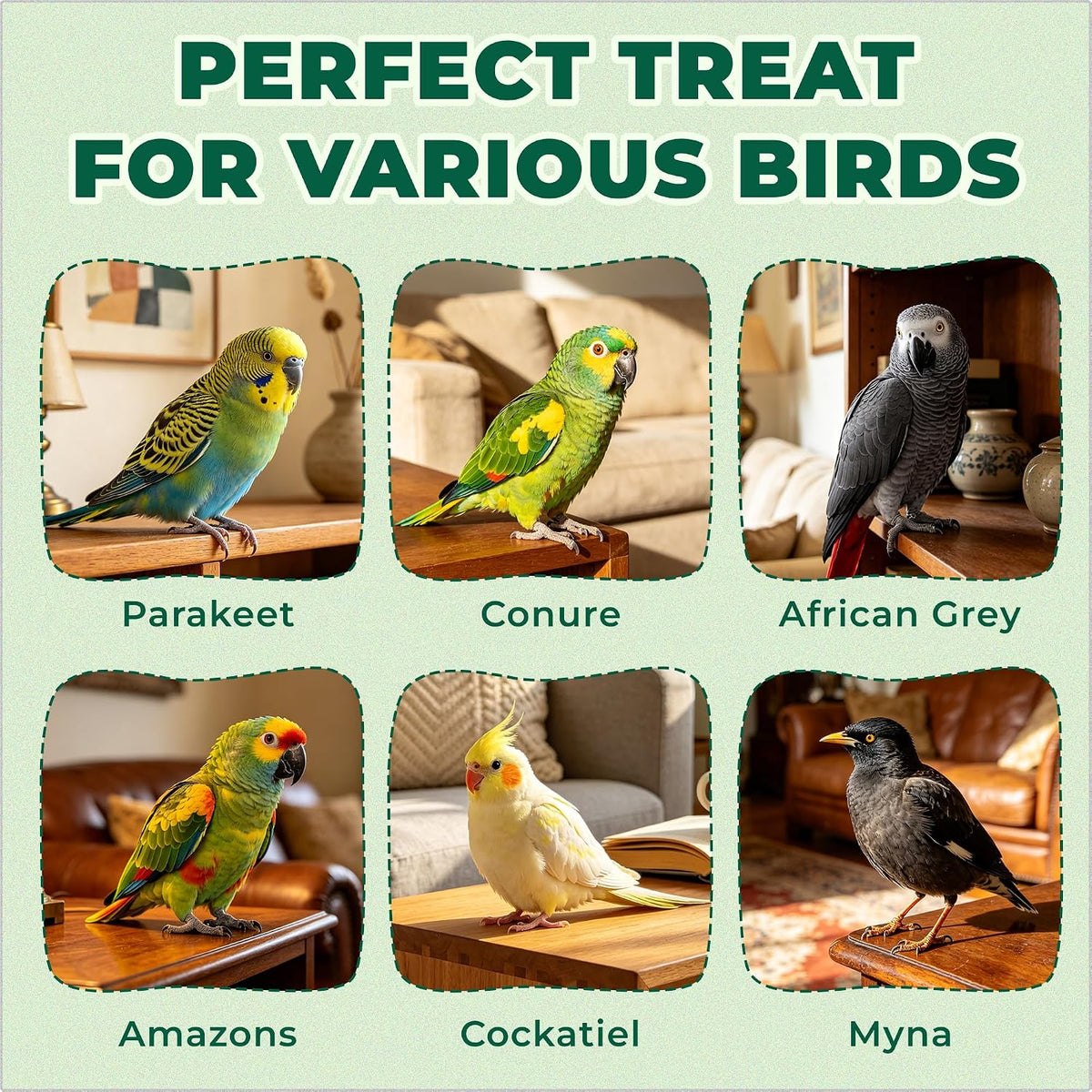 Small parrot enjoying natural freeze dried vegetable snack pieces