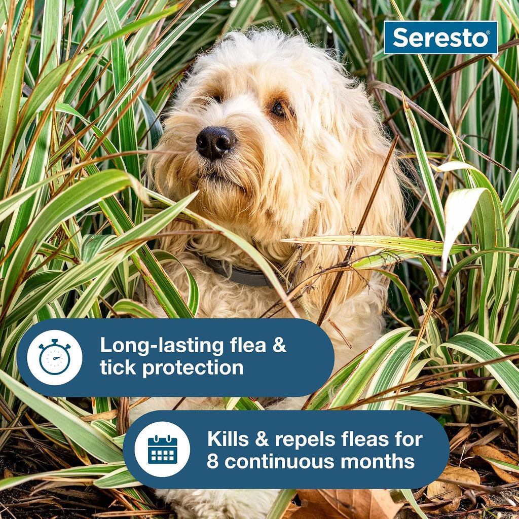 Small dog wearing Seresto flea and tick prevention collar