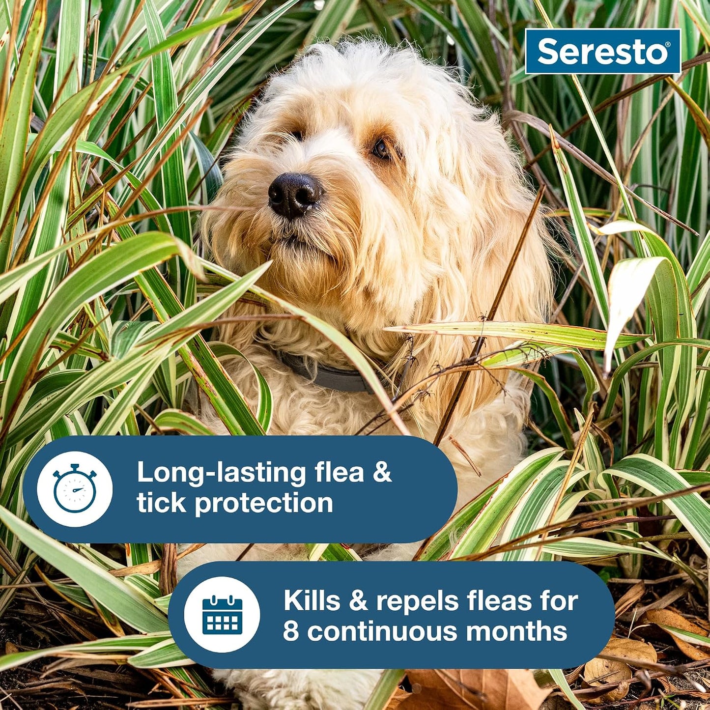 Small dog wearing Seresto flea and tick prevention collar