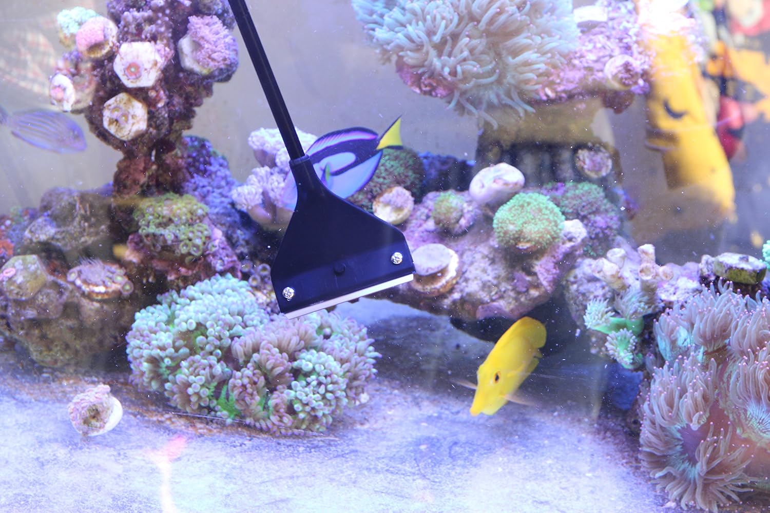 Complete Qanvee aquarium maintenance kit layout featuring ten replacement blades and the detachable bristle brush attachment.