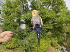Instructional diagram for putting on VANFAVORI bird harness