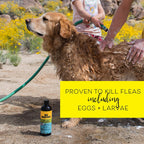 Dog Whisperer anti tick and flea dog shampoo natural ingredients label view