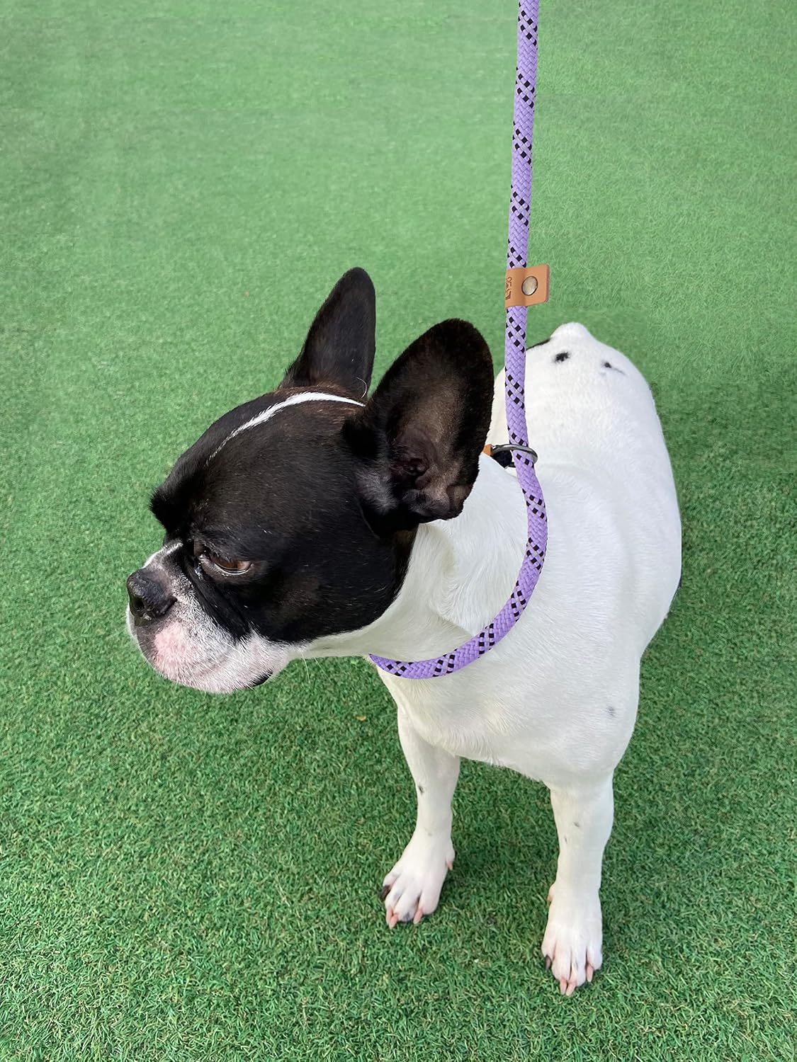 Petarea premium pet leash featuring the durable metal O ring connection point.