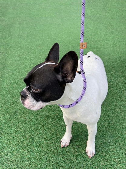 Petarea premium pet leash featuring the durable metal O ring connection point.